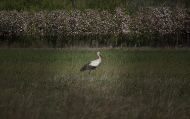 Fototapeta premium White stork standing in a green field, with blooming trees in the background, captured in a peaceful spring countryside setting.