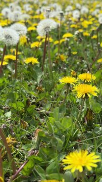 Dreamy dandelion clock with soft bokeh lights