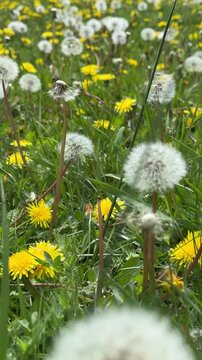 Detailed texture of dandelion seeds, herbal medicine concept