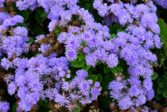 Close-up of Fluffy Blue Ageratum Flowers in Bloom