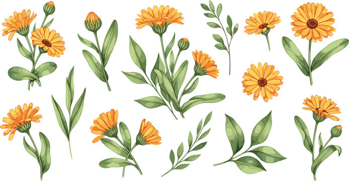 Botanical Calendula Pot Marigold Vector Set Featuring Orange Blooms Buds and Leaves for Herbal Skincare Branding Natural Medicine Marketing and Floral Graphic Designs