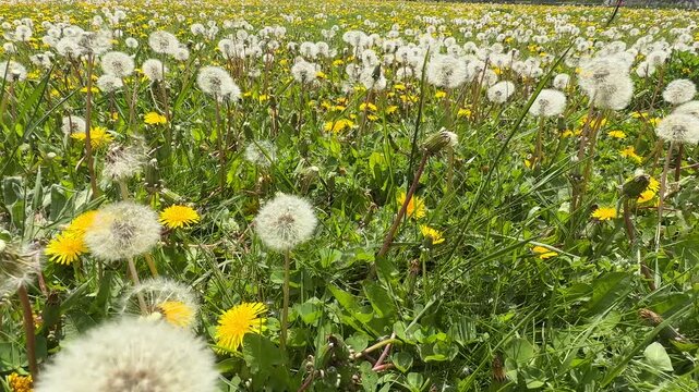 Slow motion of hand picking a dandelion in green field