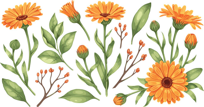 Botanical Calendula Pot Marigold Vector Set Featuring Orange Blooms Buds Leaves and Berries for Herbal Skincare Branding Natural Medicine Marketing and Floral Graphic Designs
