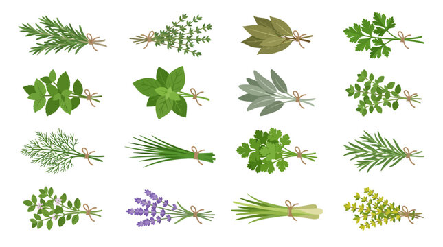 Variety of green leafy herbs.