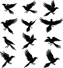Fototapeta premium Set of twelve raven and crow silhouettes in dynamic flying and landing positions on white background