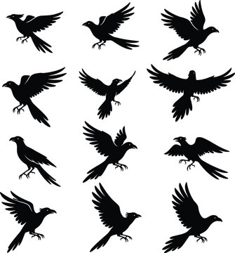 Set of twelve raven and crow silhouettes in dynamic flying and landing positions on white background