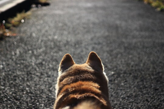 愛犬散歩