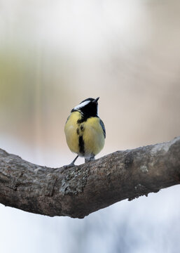Great Tit (Parus Major) perched on a branch in a sunbeam in a Swedish forest