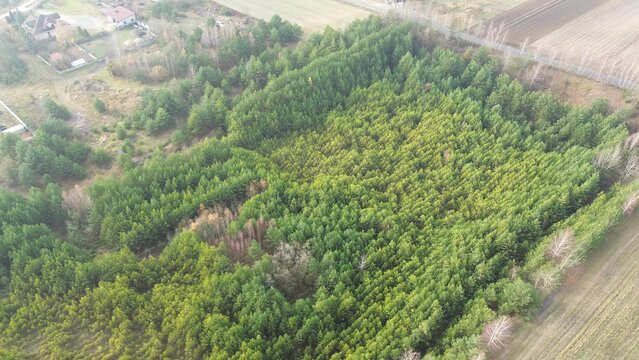 Forest recovery area with scattered green seedlings