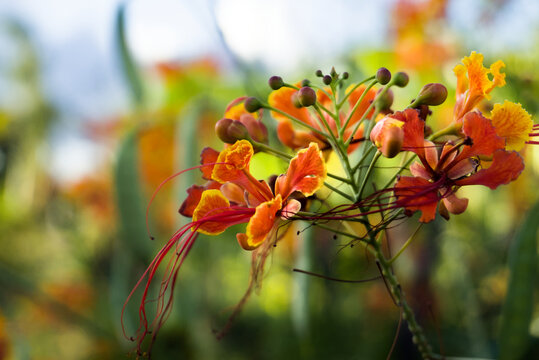 Fleurs de Petit Flamboyant (Caesalpinia pulcherrima) aux couleurs vives orange et jaune en gros plan