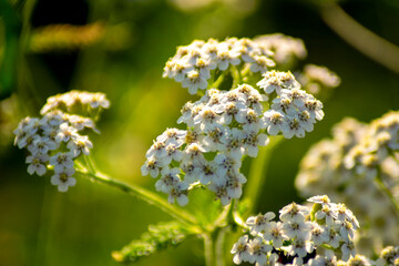 Wild white flowers blooming in summer sunlight The Concept of purity and growth © VicVaz