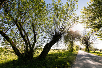 Wierzby pochylające się nad wiejską drogą  w promieniach słońca © kubikactive