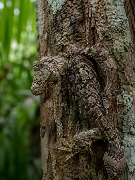 Masterful camouflage of a leaf-tailed gecko blending seamlessly with rough tree bark in its natural rainforest habitat