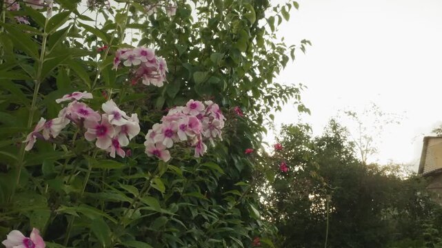 Pink flower scene. Vivid dusk floral silhouette. Lush pink blossoms illuminated by golden evening backlight. Cinematic view of vibrant pink phlox with glowing dusk backdrop and silhouette