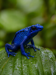 Obraz premium Captivating Blue Amphibian with Unique Spotted Pattern Finds Solace on a Large Green Leaf Amidst Lush Rainforest Foliage