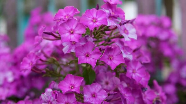 purple phlox flowerscolor Summer Phloxes Blush flowers in a garden. High quality 4k footage