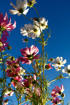 Pink and white cosmos flowers against blue sky