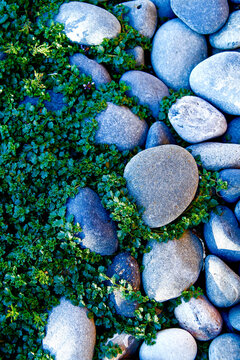 Green groundcover growing between smooth gray stones