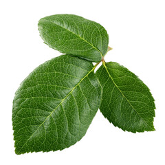 Naklejka premium Rose leaves, isolated, full depth of field