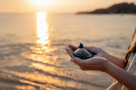 Turtles in hands during sunset on the beach as they prepare for their first journey into ocean. sun sets in background, casting warm light over sand and sea. People often help turtles find their way