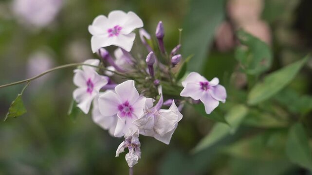 Macro closeup pink phlox cluster showing delicate petals and soft bokeh, subtle motion from light breeze, tight focus on buds and stems, muted pastel tones, botanical detail ideal for nature
