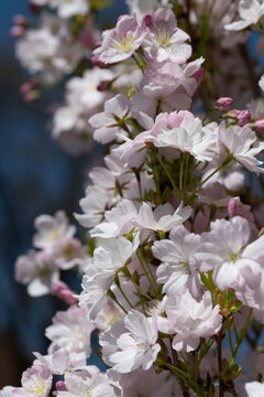 Bright white and pink blossoms appear on the fruit tree in the spring. The photo is in portrait orientation.