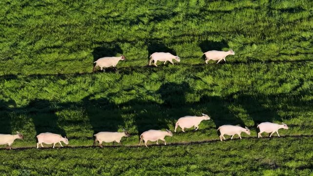 Aerial drone view of a sheep herd grazing in a green meadow. Rural agricultural landscape with livestock on a farm. Scenic nature and domestic animal farming.