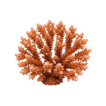 An orange coral on a white background isolated on transparent background, PNG