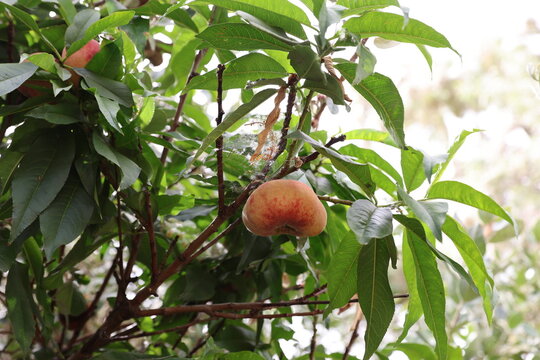 donut peach tree