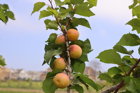 apricot tree