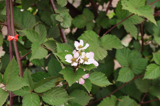 blooming blackberry
