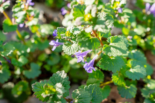 An invasive Creeping Charlie (Glechoma hederacea) plant with purple flowers and scalloped leaves spreading through a Wisconsin yard in spring.