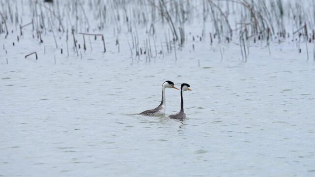 Pair of Grebes bobbing heads at each other on Utah Lake as part of their mating dance.