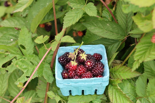 farm blackberries