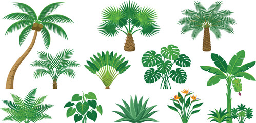 Tropical palm trees and exotic jungle plants set with bird of paradise flower banana tree and monstera leaves © Mahan