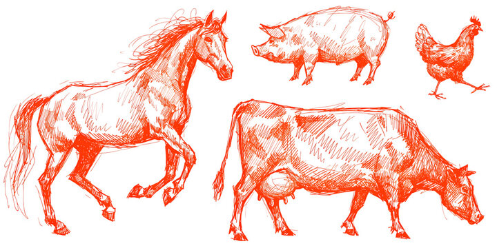 drawing farm manimals horse cow chicken pig, isolated transparent background