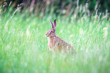Dzikie zwierzę, zając szarak (Lepus europaeus), na zielonej łące w wysokiej trawie. Portret przyrodniczy w naturalnym świetle. Idealne do tematów o ekologii, faunie i polskiej przyrodzie. © Henryk Niestrój