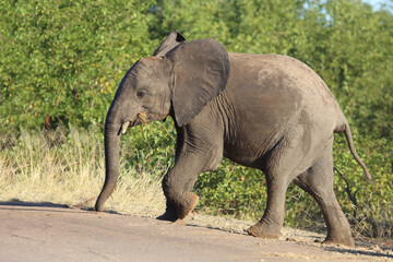 Fototapeta premium Afrikanischer Elefant / African elephant / Loxodonta africana