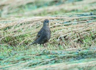 Mały, ciemny ptak stojący w wyschniętej trawie na polu. Naturalne ujęcie dzikiej przyrody, jesienny klimat wsi i polska fauna w obiektywie. Idealne do projektów o naturze, ekologii i życiu wsi. © Henryk Niestrój