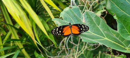Exotischer Heliconius Schmetterling sitzt auf einem grünen Blatt im Profil © Patrick