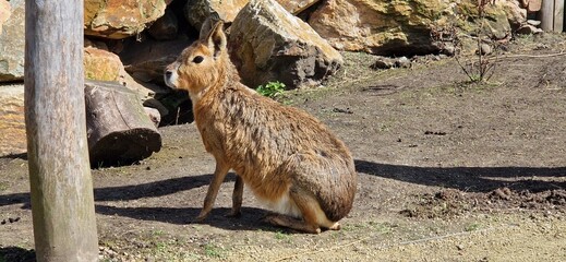 Profil eines Großen Mara (Pampashase) auf einer Wiese sitzend © Patrick