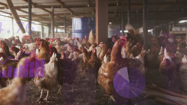 Purple overlays fading in hen flock pecking and flapping while charts sweeping to show farm metrics