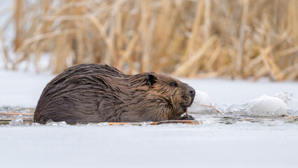 North American Beaver in icy pond © Stephen A. Waycott