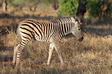 Fototapeta premium Steppenzebra / Burchell's zebra / Equus quagga burchellii