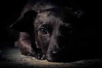 Portret smutnego czarnego psa w ciemnym pomieszczeniu. Nastrojowe oświetlenie podkreśla wierne oczy i melancholijny wyraz. Tematyka: adopcja, samotność, lojalność, emocje zwierząt. © Henryk Niestrój