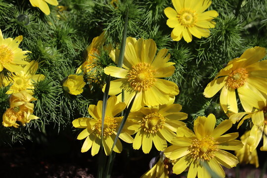 Yellow spring pheasant's eye (Adonis vernalis) flowers blooming in a sunny garden