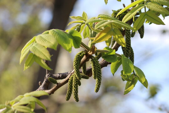 Manchurian walnut (Juglans mandshurica) branch with young leaves and male catkins in spring