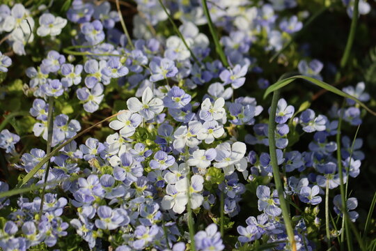 Small blue and white speedwell (Veronica filiformis) flowers blooming in a green lawn