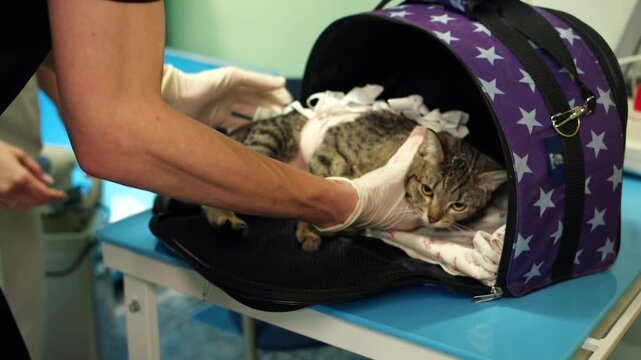 Tabby cat after surgery gently moved from veterinary care to transfer bag on blue examination table in clinic for pets. The male hands of a caucasian veterinarian carefully carry a cat in carrier