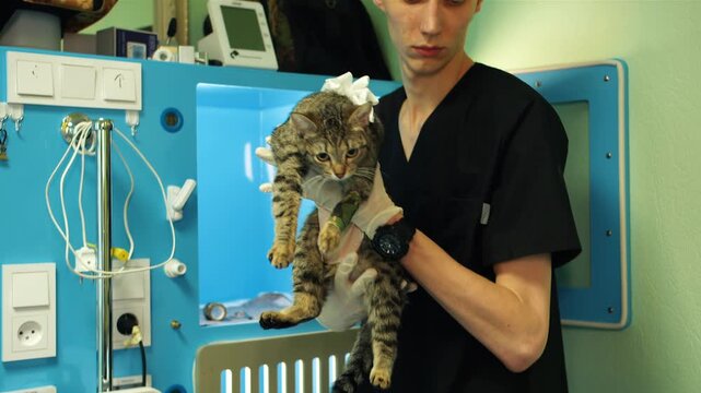 A male caucasian veterinarian in uniform takes a bandaged tabby cat out of a blue oxygen incubator after surgery. Animal doctor provides final health assessment prior to discharge in clinic for pets